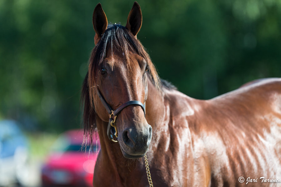 28.7.2013 - (Kuninkuusravit)