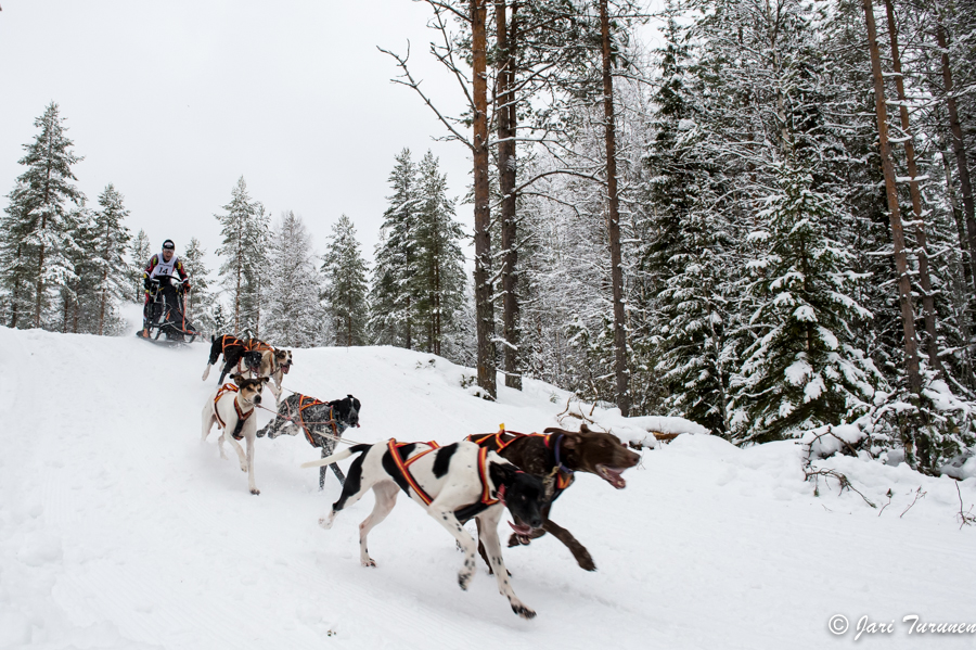 15.02.2014-(Koiravaljakko SM)