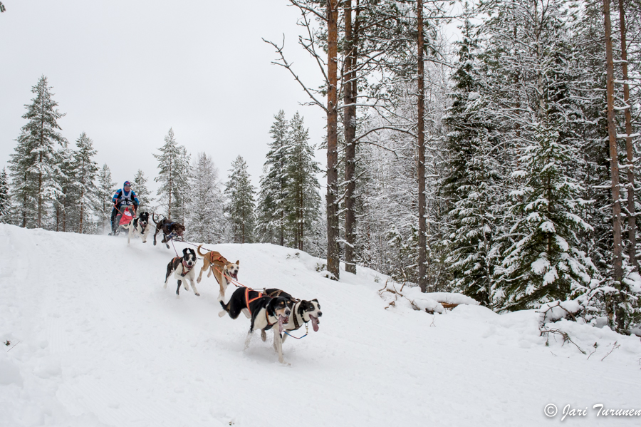 15.02.2014-(Koiravaljakko SM)