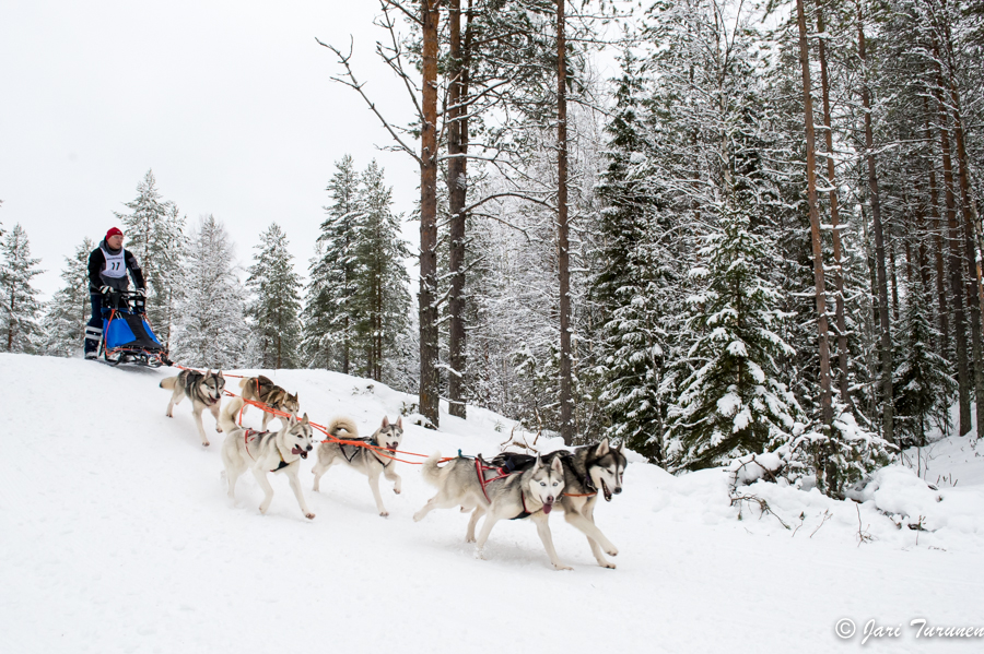 15.02.2014-(Koiravaljakko SM)