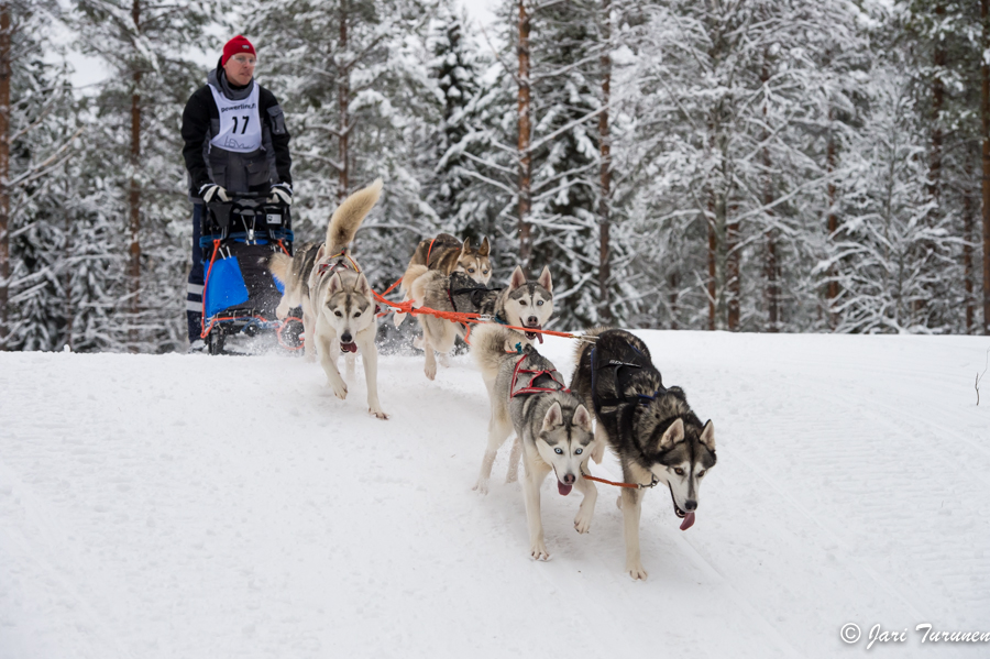 15.02.2014-(Koiravaljakko SM)