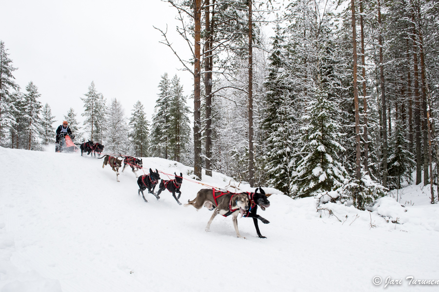 15.02.2014-(Koiravaljakko SM)