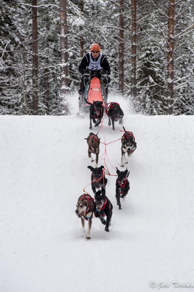 15.02.2014-(Koiravaljakko SM)