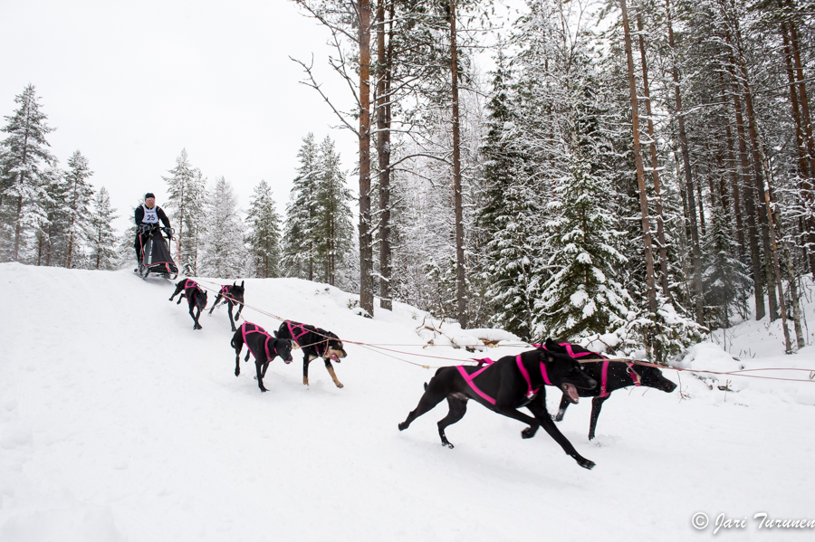 15.02.2014-(Koiravaljakko SM)