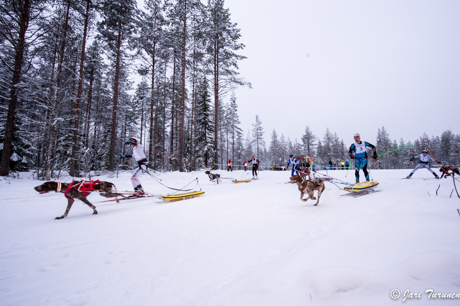 15.02.2014-(Koiravaljakko SM)