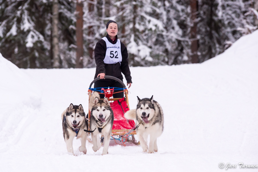 15.02.2014-(Koiravaljakko SM)