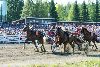 27.7.2013 - (Kuninkuusravit) kuva: 22