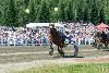 27.7.2013 - (Kuninkuusravit) kuva: 3
