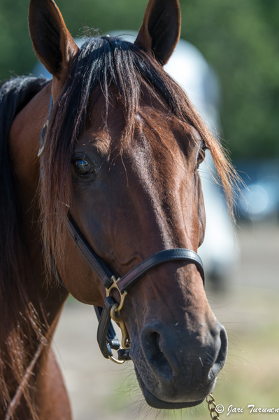 28.7.2013 - (Kuninkuusravit)