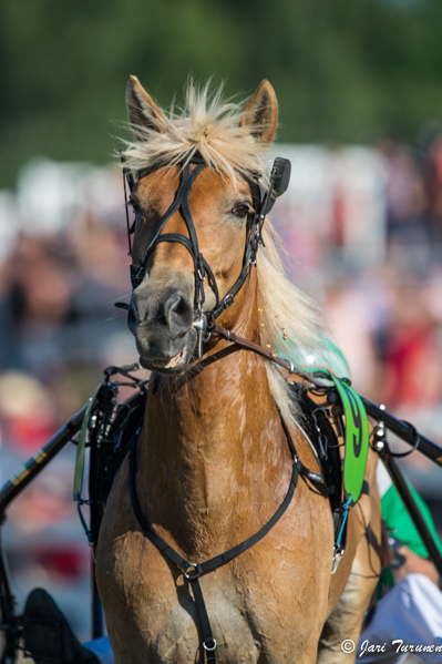 28.7.2013 - (Kuninkuusravit)