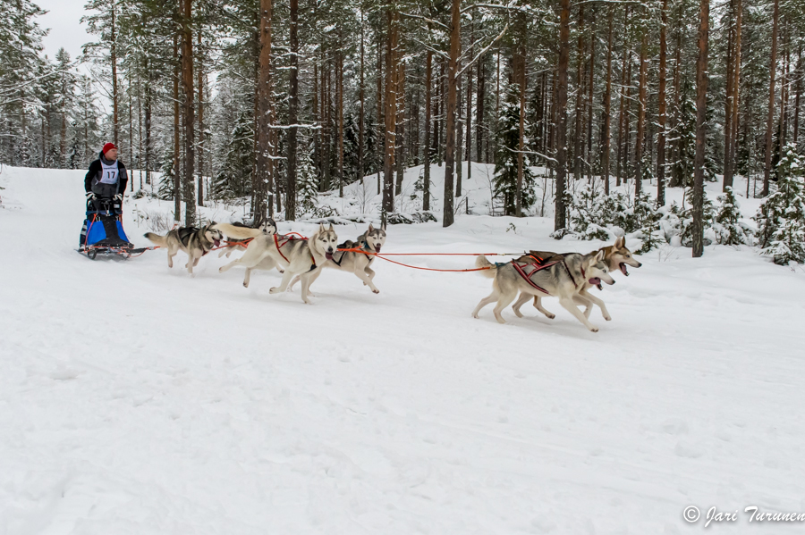 16.02.2014-(Koiravaljakko SM)