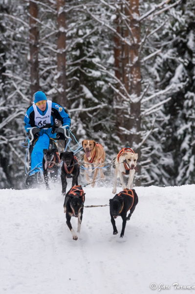 16.02.2014-(Koiravaljakko SM)