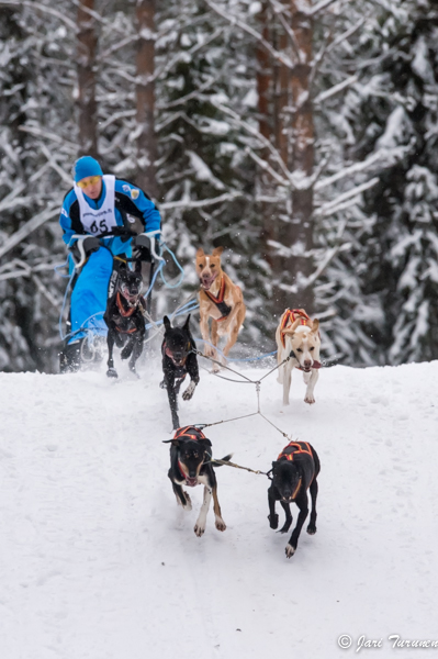 16.02.2014-(Koiravaljakko SM)
