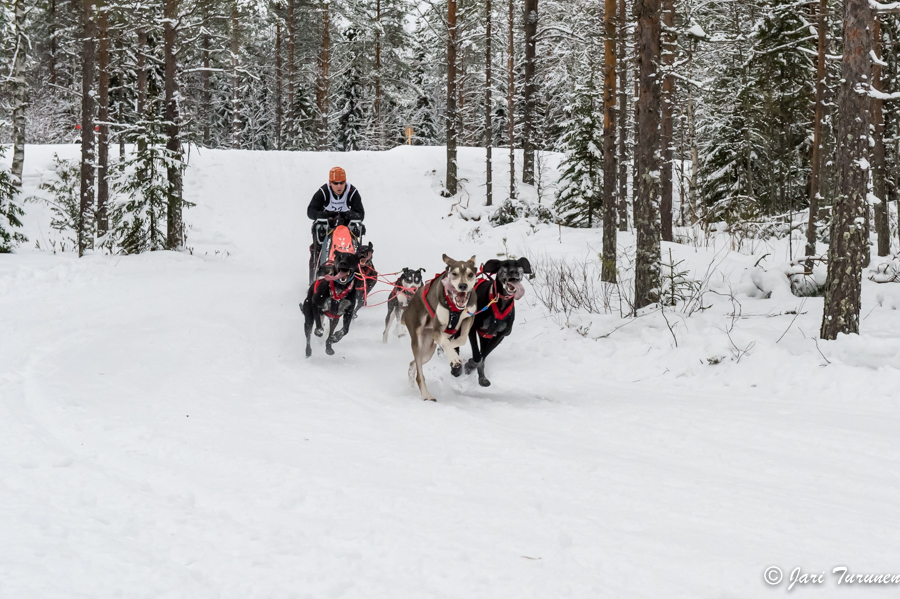 16.02.2014-(Koiravaljakko SM)
