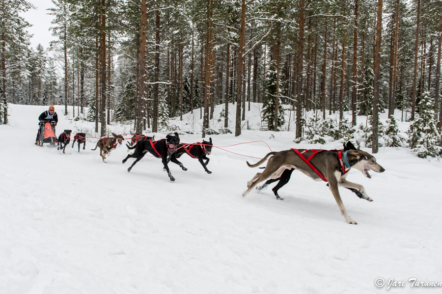 16.02.2014-(Koiravaljakko SM)