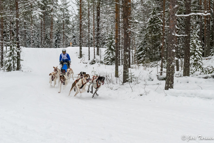 16.02.2014-(Koiravaljakko SM)