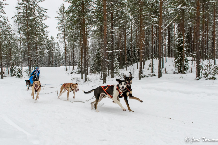 16.02.2014-(Koiravaljakko SM)