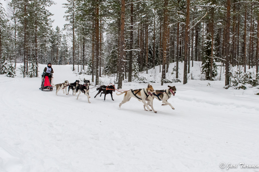 16.02.2014-(Koiravaljakko SM)