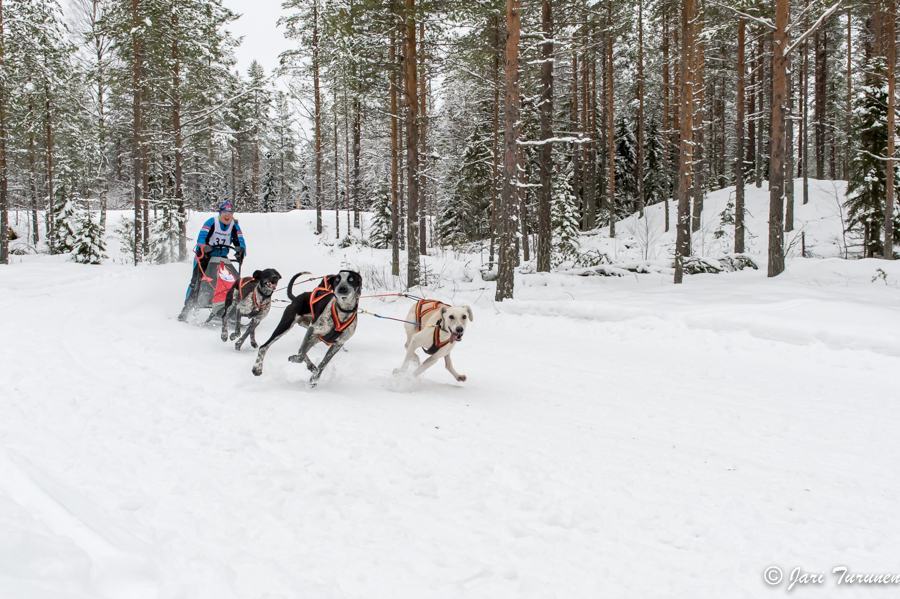 16.02.2014-(Koiravaljakko SM)