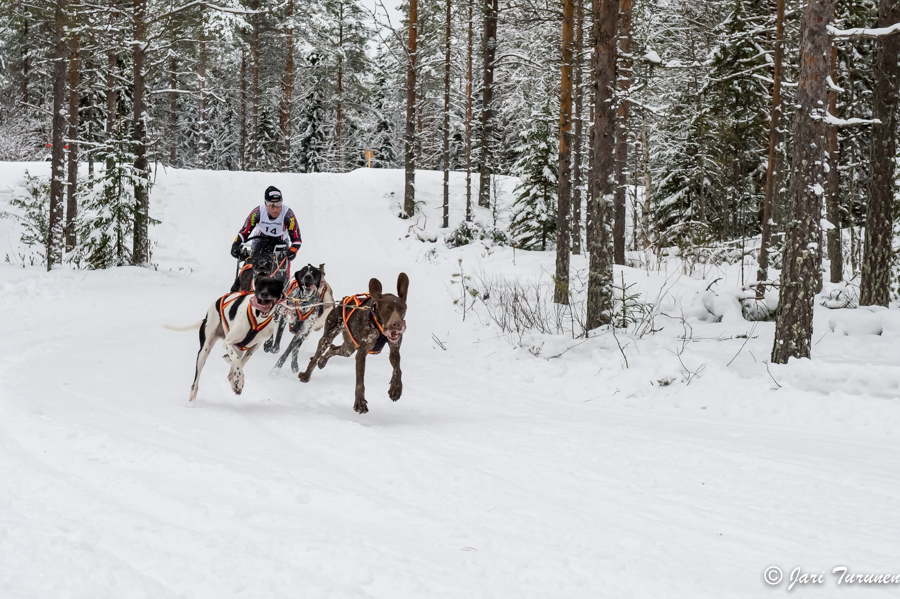 16.02.2014-(Koiravaljakko SM)
