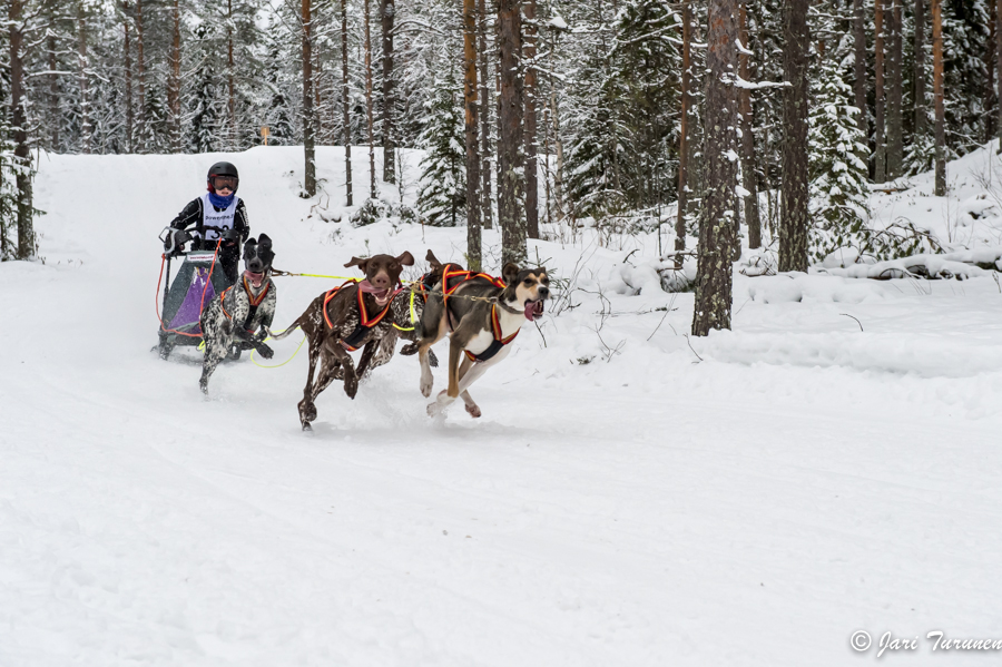 16.02.2014-(Koiravaljakko SM)