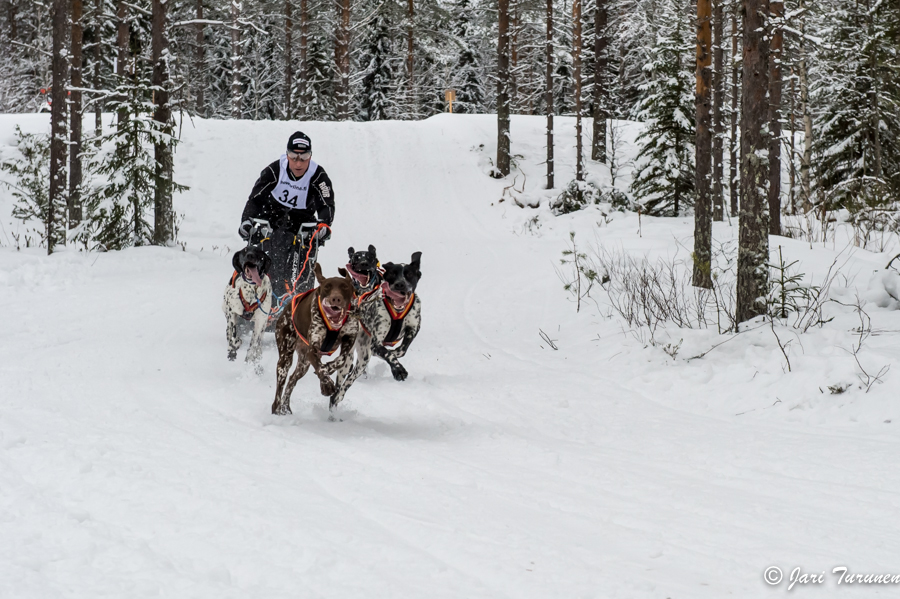 16.02.2014-(Koiravaljakko SM)