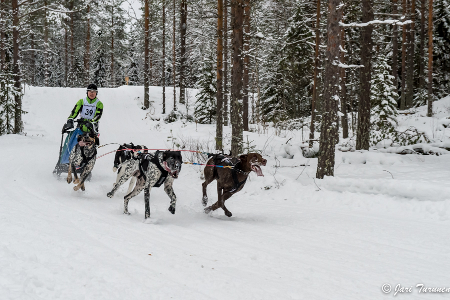 16.02.2014-(Koiravaljakko SM)
