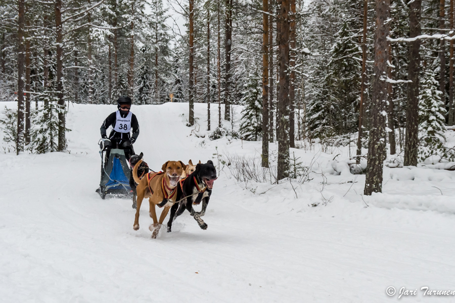 16.02.2014-(Koiravaljakko SM)