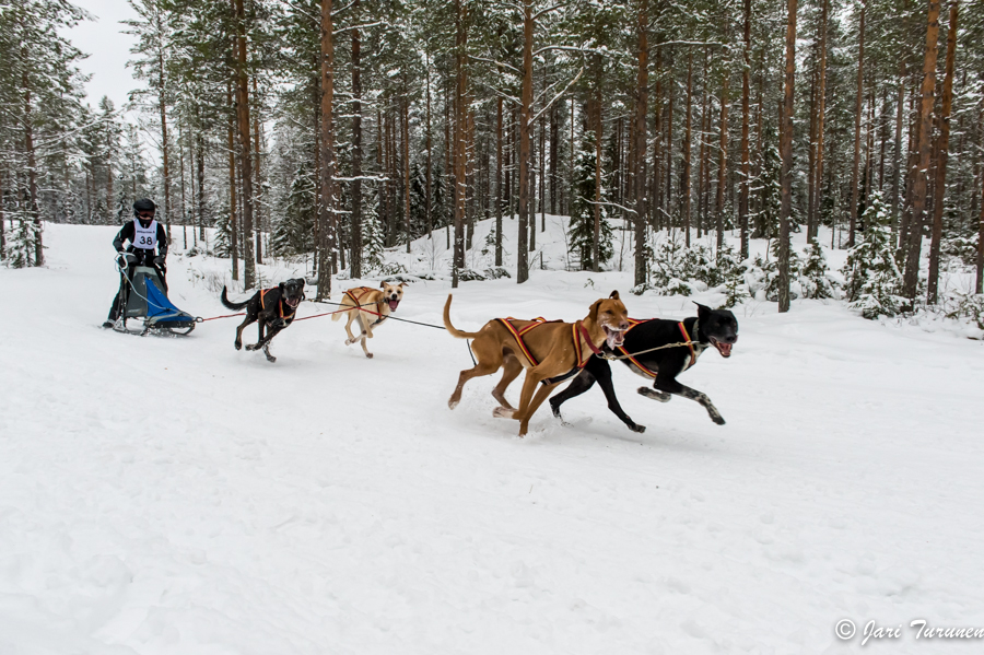16.02.2014-(Koiravaljakko SM)