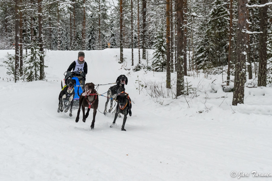 16.02.2014-(Koiravaljakko SM)