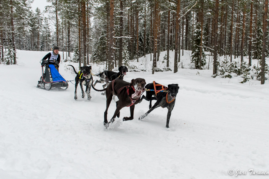 16.02.2014-(Koiravaljakko SM)