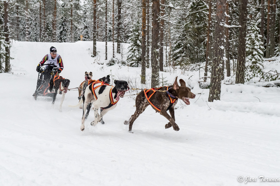 16.02.2014-(Koiravaljakko SM)