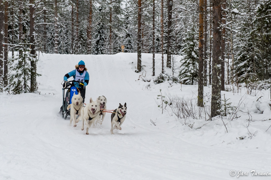 16.02.2014-(Koiravaljakko SM)