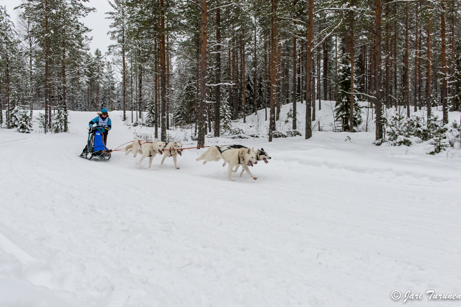 16.02.2014-(Koiravaljakko SM)