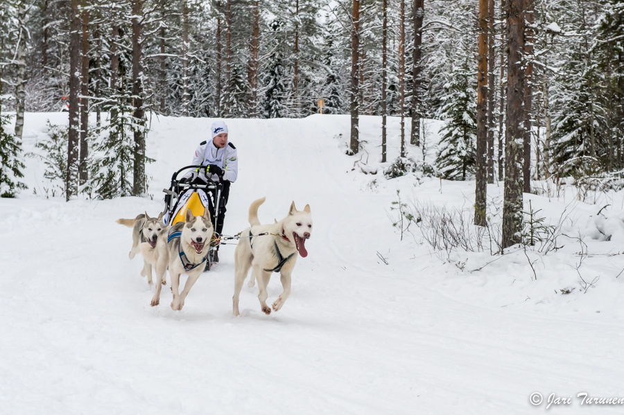 16.02.2014-(Koiravaljakko SM)