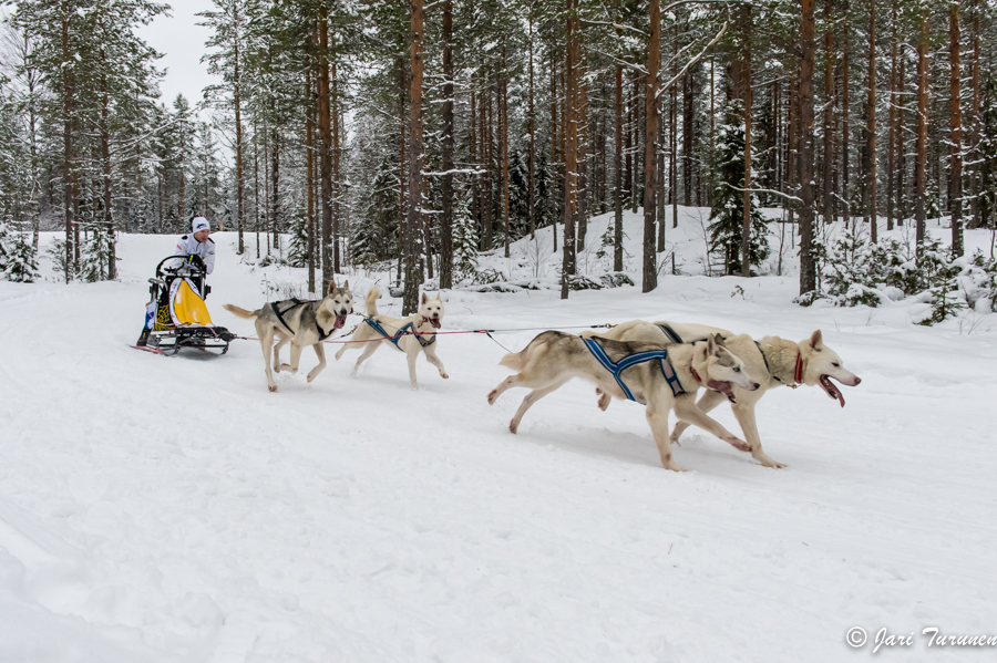 16.02.2014-(Koiravaljakko SM)