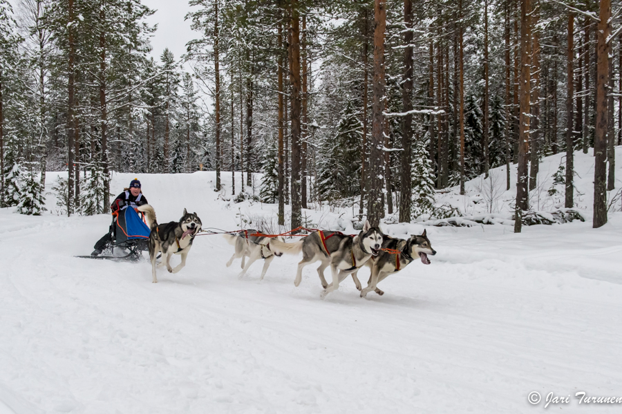 16.02.2014-(Koiravaljakko SM)