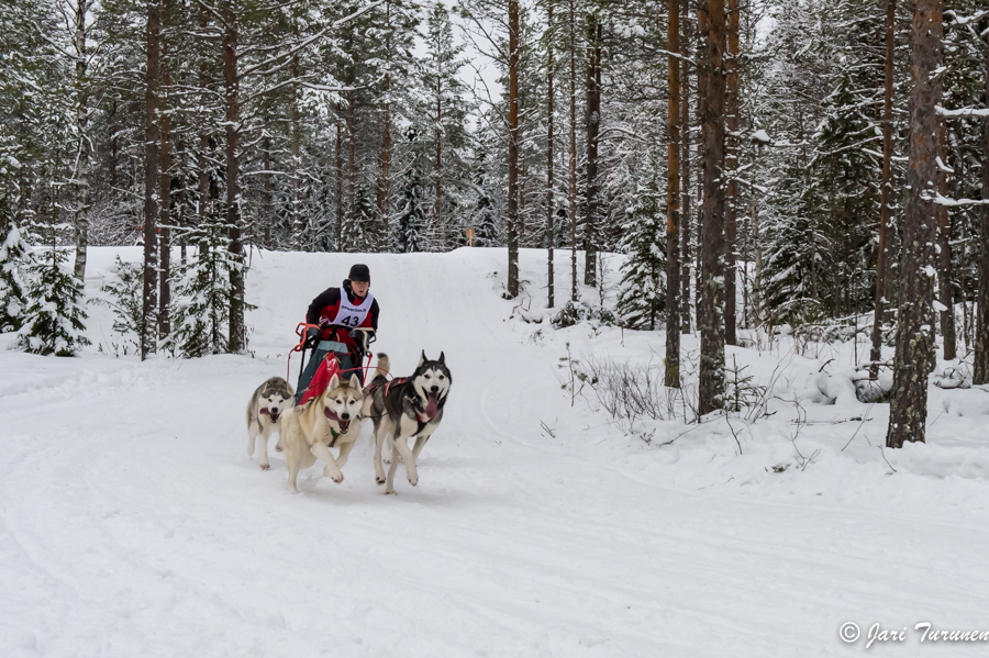 16.02.2014-(Koiravaljakko SM)