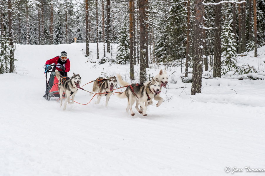 16.02.2014-(Koiravaljakko SM)