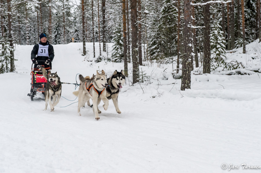 16.02.2014-(Koiravaljakko SM)