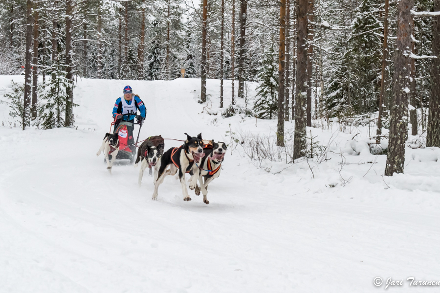 16.02.2014-(Koiravaljakko SM)