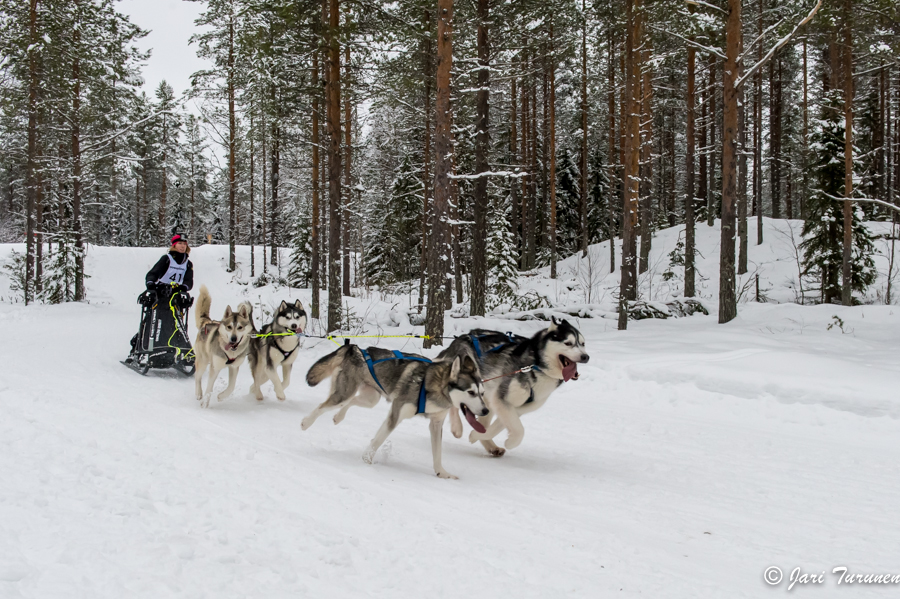 16.02.2014-(Koiravaljakko SM)
