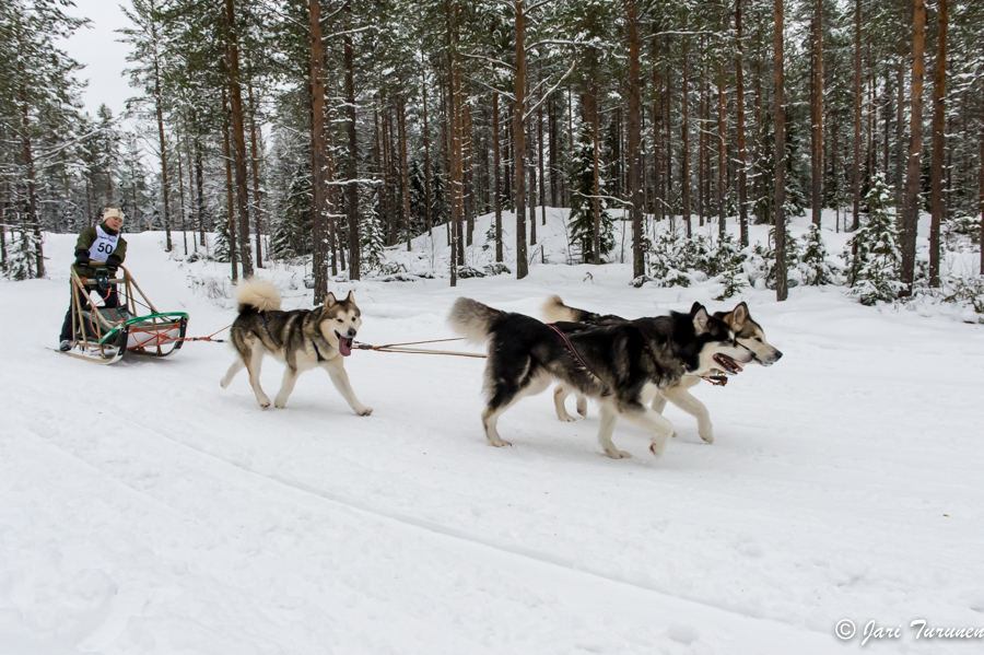 16.02.2014-(Koiravaljakko SM)