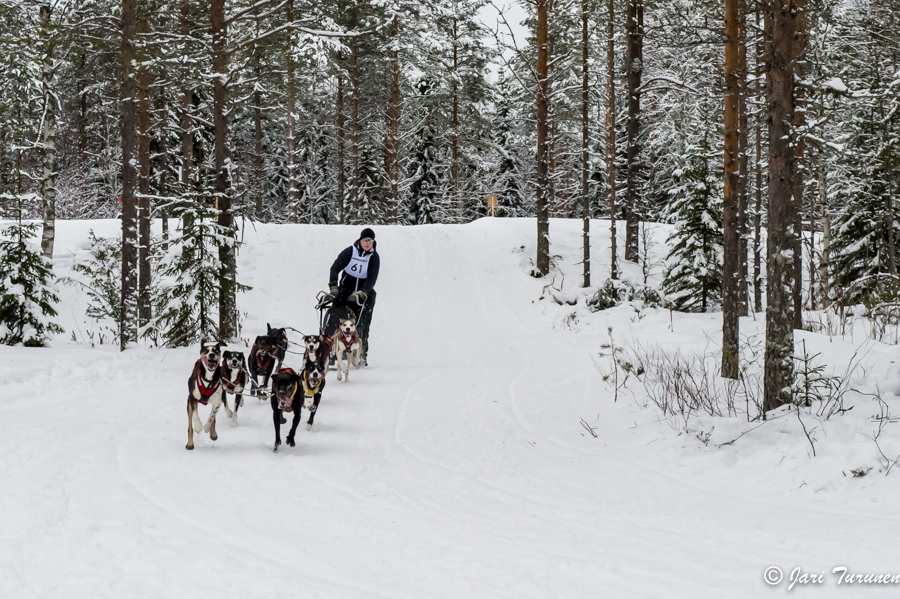 16.02.2014-(Koiravaljakko SM)