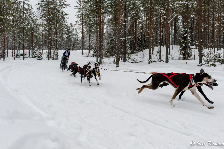 16.02.2014-(Koiravaljakko SM)
