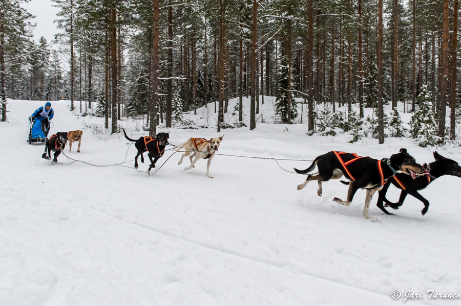 16.02.2014-(Koiravaljakko SM)