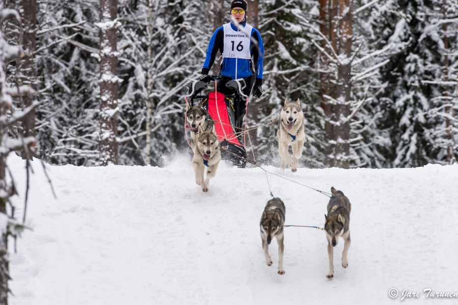 16.02.2014-(Koiravaljakko SM)
