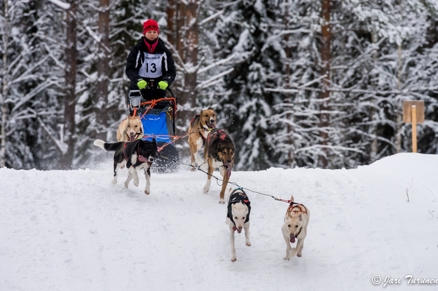 16.02.2014-(Koiravaljakko SM)