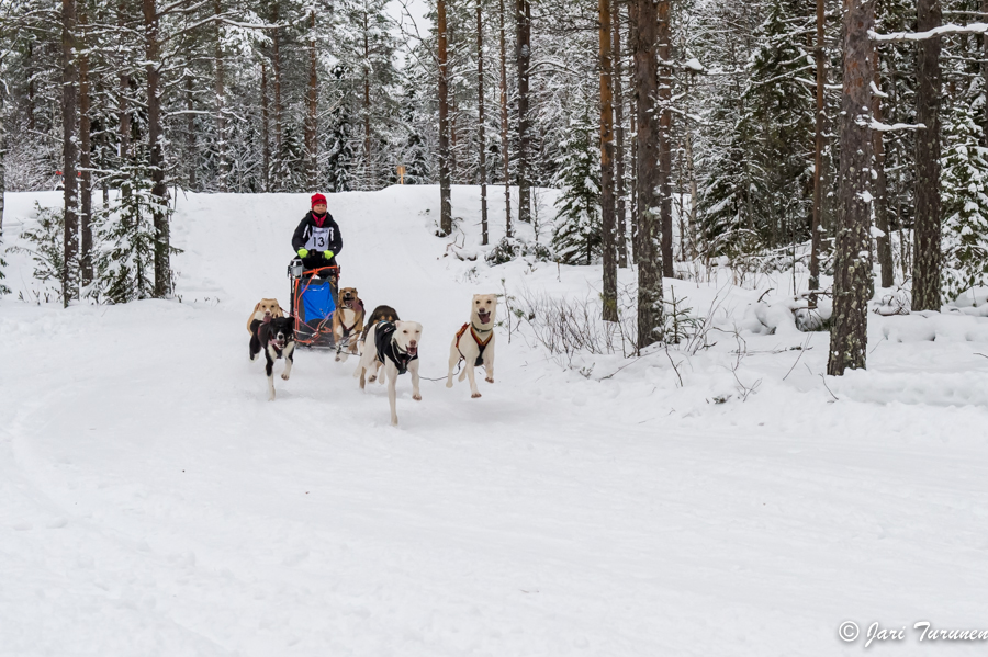 16.02.2014-(Koiravaljakko SM)