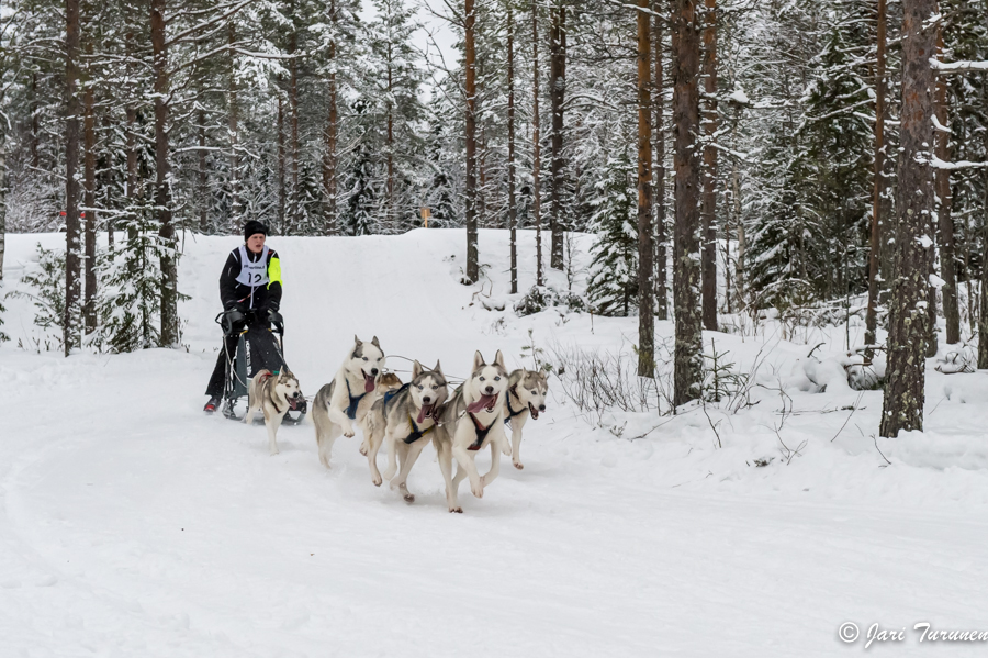 16.02.2014-(Koiravaljakko SM)
